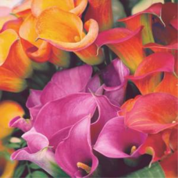 Image de COLORFUL BLOOM - LUNCHEON NAPKINS 