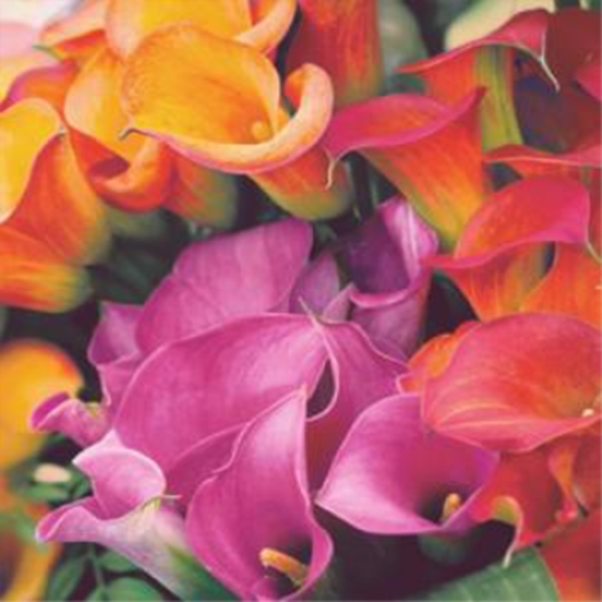 Picture of COLORFUL BLOOM - LUNCHEON NAPKINS 