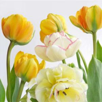 Image de YELLOW TULIPS LUNCHEON NAPKINS