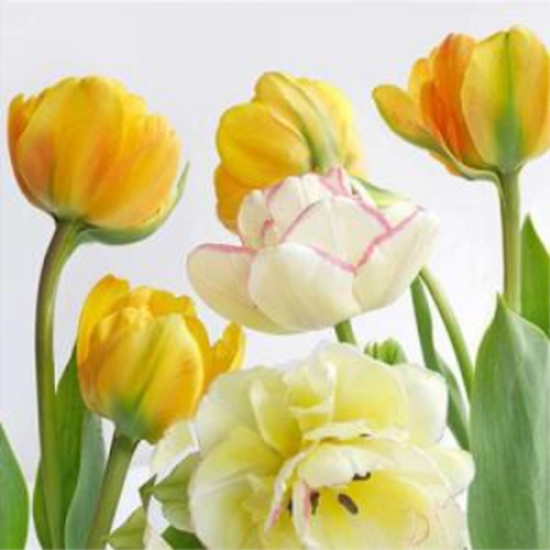 Picture of YELLOW TULIPS LUNCHEON NAPKINS