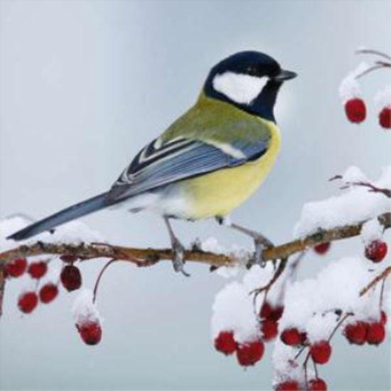 Image sur TABLEWARE - WINTER BIRD - LUNCHEON NAPKINS