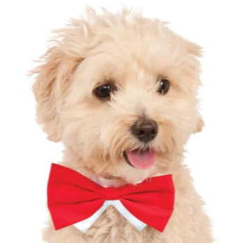 Image de RED BOWTIE - SMALL/MEDIUM