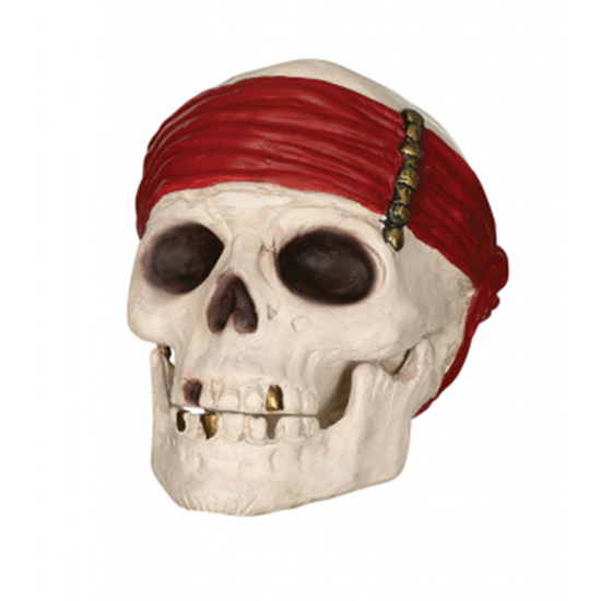 Image sur SKULL WITH MOVABLE JAW PROP