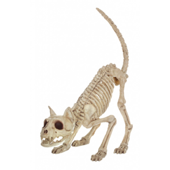 Picture of CAT SKELETON