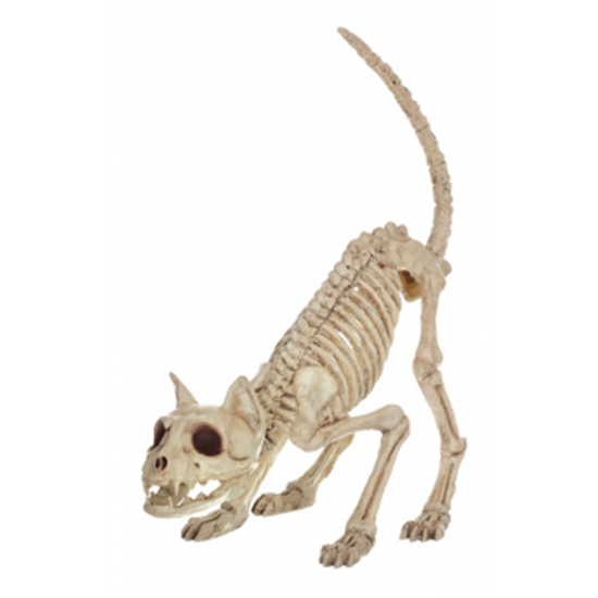 Image sur CAT SKELETON