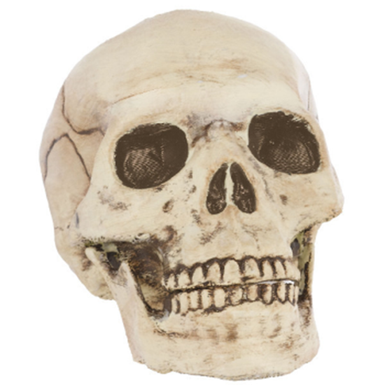Image sur PLASTIC SKULL - JOINTED MOUTH