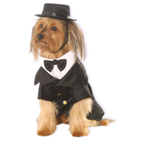 Picture of DAPPER DOG - SMALL