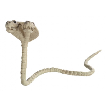 Picture of TWO HEADED COBRA SKELETON