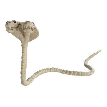 Image de TWO HEADED COBRA SKELETON