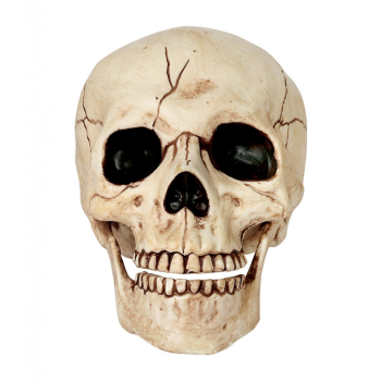 Image de SKULL WITH MOVEABLE JAW - 6"