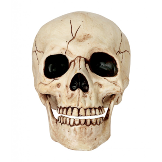Picture of SKULL WITH MOVEABLE JAW - 6"