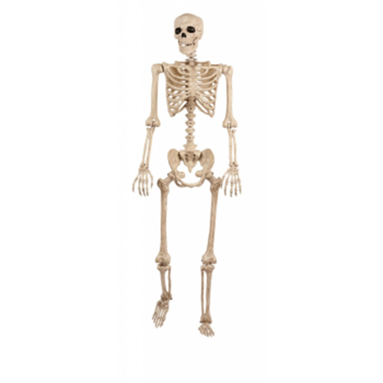 Picture of LIFE SIZE SKELETON - POSABLE 5'