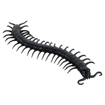 Picture of GIANT CENTIPEDE 