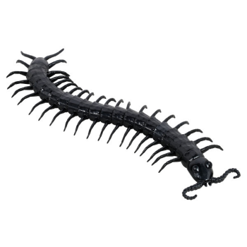 Image de GIANT CENTIPEDE 