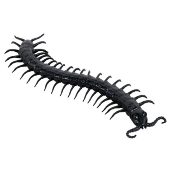 Image sur GIANT CENTIPEDE 