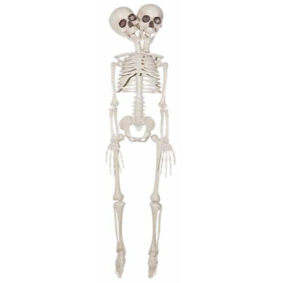 Picture of 20" TWO HEADED SKELETON
