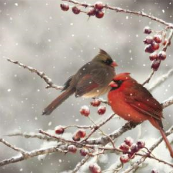 Image de TABLEWARE - RED CARDINAL - LUNCHEON NAPKINS