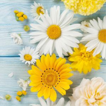 Image de GERBERA - LUNCHEON NAPKINS