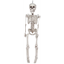 Image de 35" REAILSTIC SKELETON