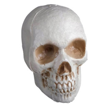 Image de SKULL