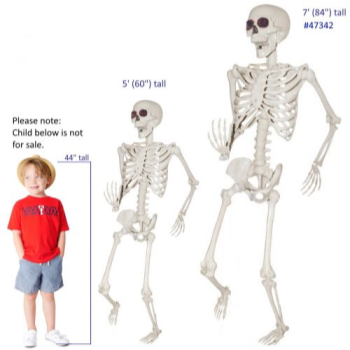 Picture of 7'  SKELETON 