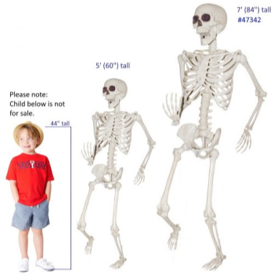 Picture of 7'  SKELETON 