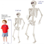 Image de 7'  SKELETON 