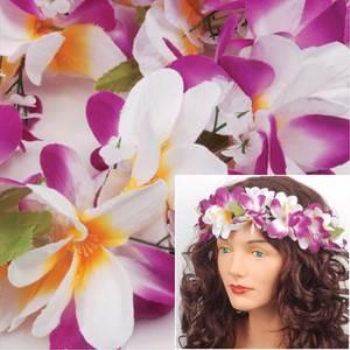 Image de PURPLE/WHITE & ORANGE/WHITE PLUMERIA