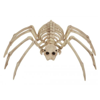 Image de 13.75" SPIDER SKELETON
