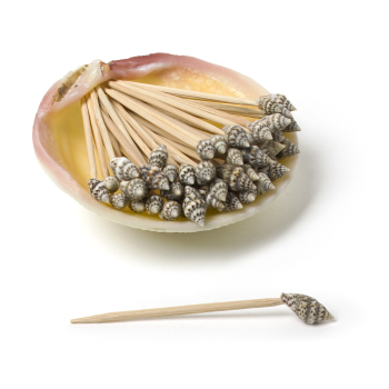 Image de DECOR - SHELL COCKTAIL PICKS