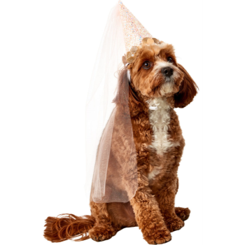 Picture of BIRTHDAY FAIRY CONE HAT - DOG MEDIUM/LARGE