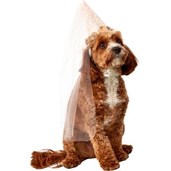 Image de BIRTHDAY FAIRY CONE HAT - DOG MEDIUM/LARGE