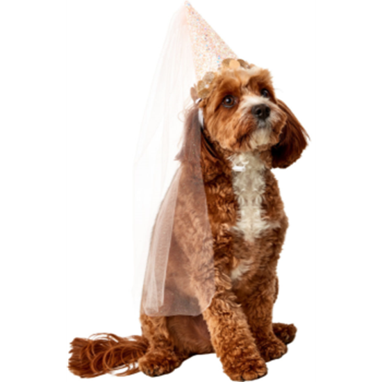 Image sur BIRTHDAY FAIRY CONE HAT - DOG MEDIUM/LARGE