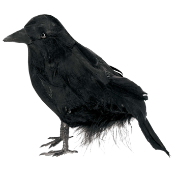 Image de RAVEN SMALL FEATHERED PROP