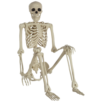 Picture of LIFE SIZE SKELETON - POSABLE 5'