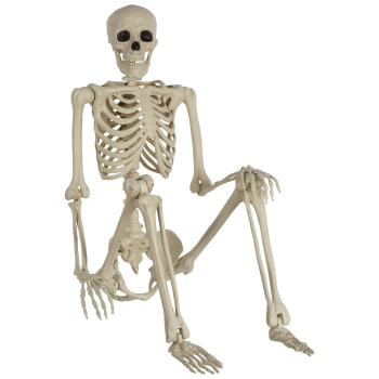 Image de LIFE SIZE SKELETON - POSABLE 5'