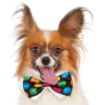 Picture of POLKA DOT BOWTIE - MED/LARGE