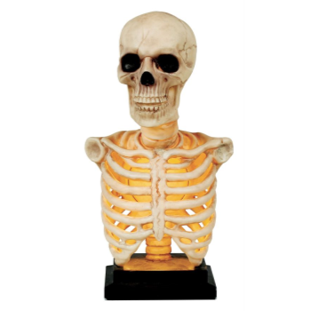 Picture of 16" SKELETON BUST - LIGHT UP AND SOUND