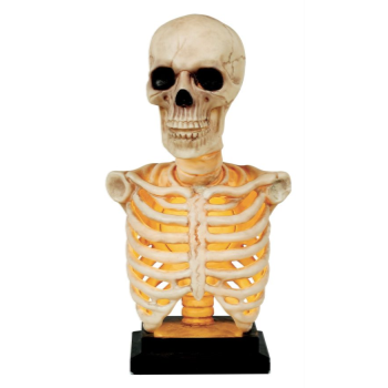 Image de 16" SKELETON BUST - LIGHT UP AND SOUND