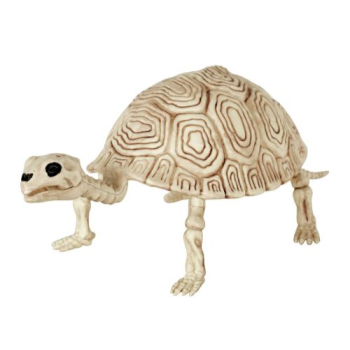 Picture of 5.5" TURTLE SKELETON