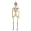 Image de ANIMATED 36" HANGING SKELETON