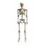 Picture of 60" ANIMATED HANGING SKELETON