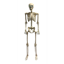 Image de 60" ANIMATED HANGING SKELETON