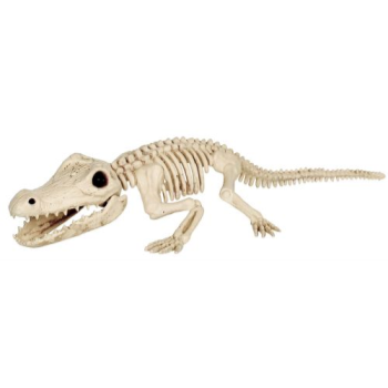 Image de 34.5" CROCODILE SKELETON