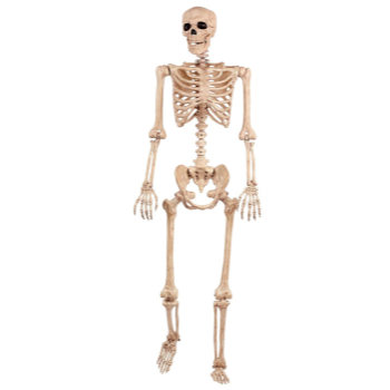 Picture of 5' POSABLE LIFE SIZE SKELETON