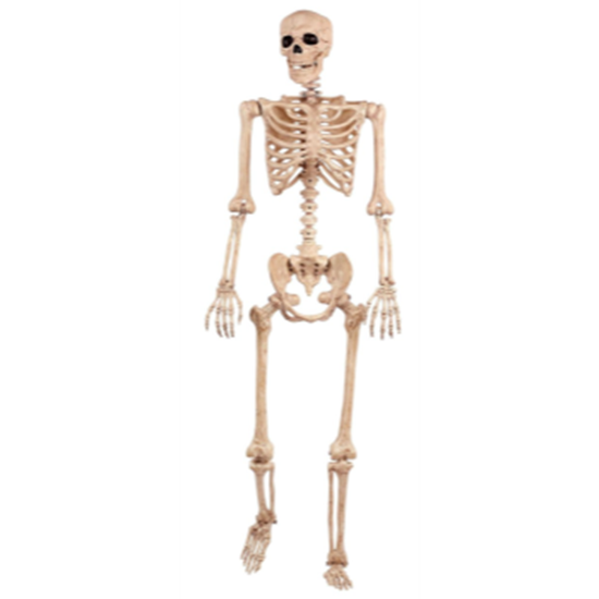 Picture of 5' POSABLE LIFE SIZE SKELETON