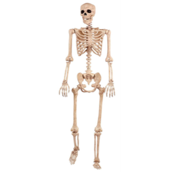 Image sur 5' POSABLE LIFE SIZE SKELETON