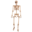 Picture of 5' POSABLE LIFE SIZE SKELETON