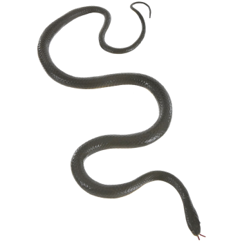 Image de DECOR - Large Snake
