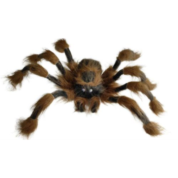 Image de 36" BROWN SPIDER